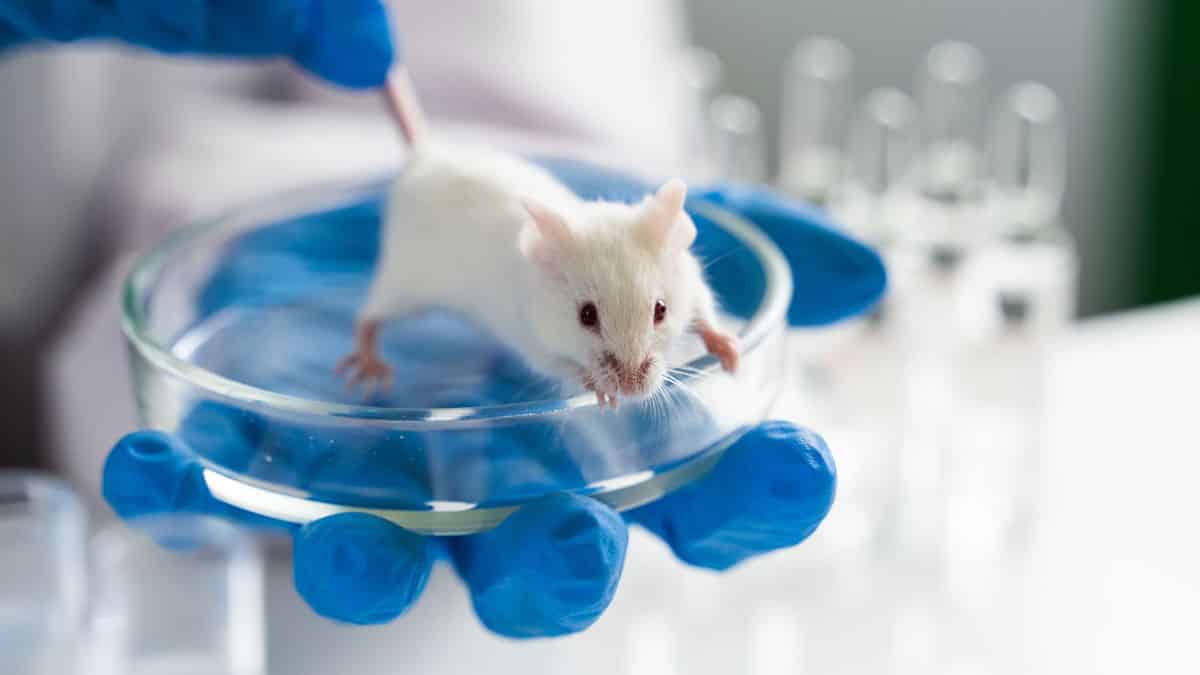 Mouse Hearing Loss Treatment